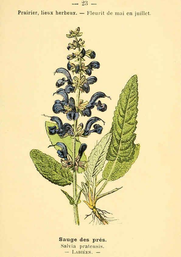 Reproducción/Reproduction 6021993267: Atlas de poche des plantes des champs, des prairies et des bois Paris :P. Klincksieck,[1894] 