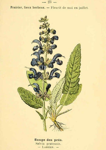 Reproducción/Reproduction 6021993267: Atlas de poche des plantes des champs, des prairies et des bois Paris :P. Klincksieck,[1894] 