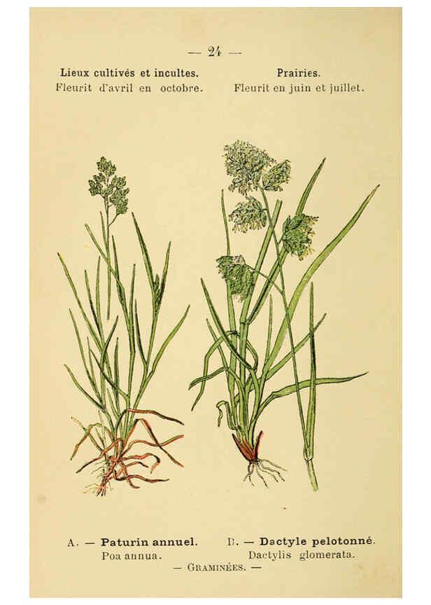 Reproducción/Reproduction 6022550422: Atlas de poche des plantes des champs, des prairies et des bois Paris :P. Klincksieck,[1894] 