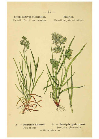 Reproducción/Reproduction 6022550422: Atlas de poche des plantes des champs, des prairies et des bois Paris :P. Klincksieck,[1894] 