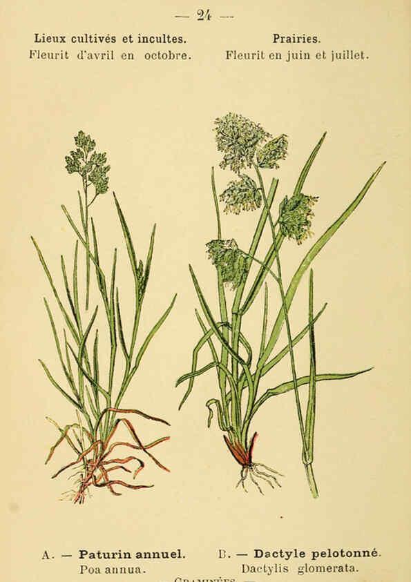 Reproducción/Reproduction 6022550422: Atlas de poche des plantes des champs, des prairies et des bois Paris :P. Klincksieck,[1894] 