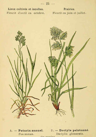 Reproducción/Reproduction 6022550422: Atlas de poche des plantes des champs, des prairies et des bois Paris :P. Klincksieck,[1894] 