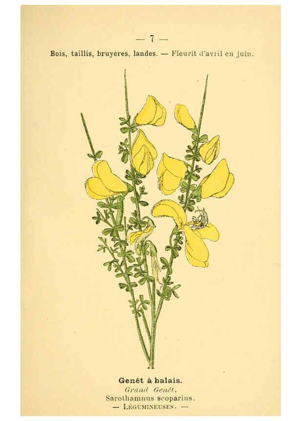 Reproducción/Reproduction 6021987481: Atlas de poche des plantes des champs, des prairies et des bois Paris :P. Klincksieck,[1894] 