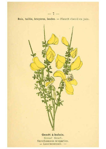 Reproducción/Reproduction 6021987481: Atlas de poche des plantes des champs, des prairies et des bois Paris :P. Klincksieck,[1894] 