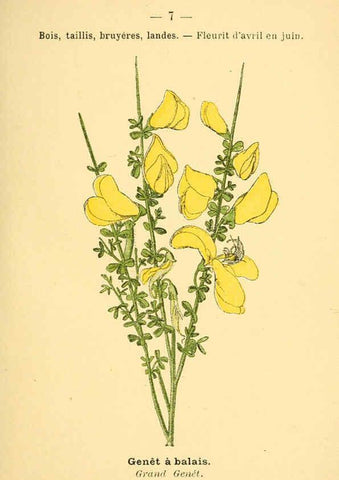 Reproducción/Reproduction 6021987481: Atlas de poche des plantes des champs, des prairies et des bois Paris :P. Klincksieck,[1894] 