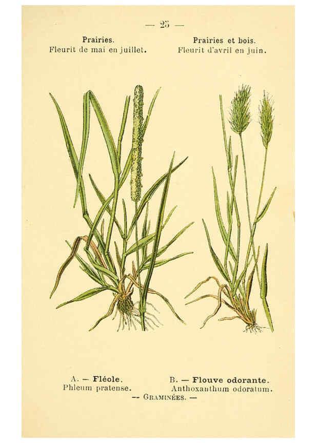 Reproducción/Reproduction 6022550972: Atlas de poche des plantes des champs, des prairies et des bois Paris :P. Klincksieck,[1894] 
