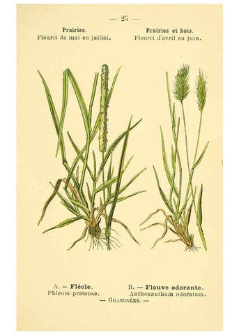 Reproducción/Reproduction 6022550972: Atlas de poche des plantes des champs, des prairies et des bois Paris :P. Klincksieck,[1894] 