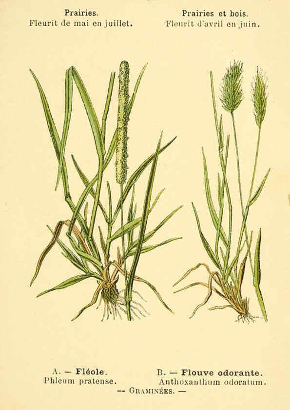 Reproducción/Reproduction 6022550972: Atlas de poche des plantes des champs, des prairies et des bois Paris :P. Klincksieck,[1894] 