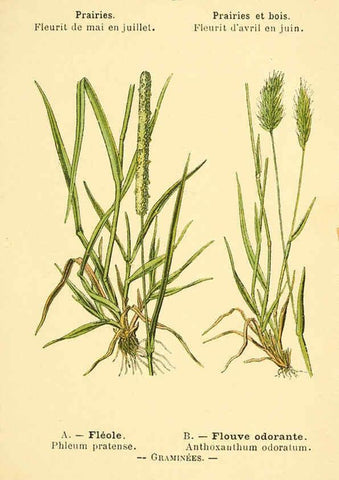 Reproducción/Reproduction 6022550972: Atlas de poche des plantes des champs, des prairies et des bois Paris :P. Klincksieck,[1894] 