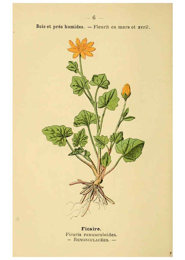 Reproducción/Reproduction 6022544276: Atlas de poche des plantes des champs, des prairies et des bois Paris :P. Klincksieck,[1894] 