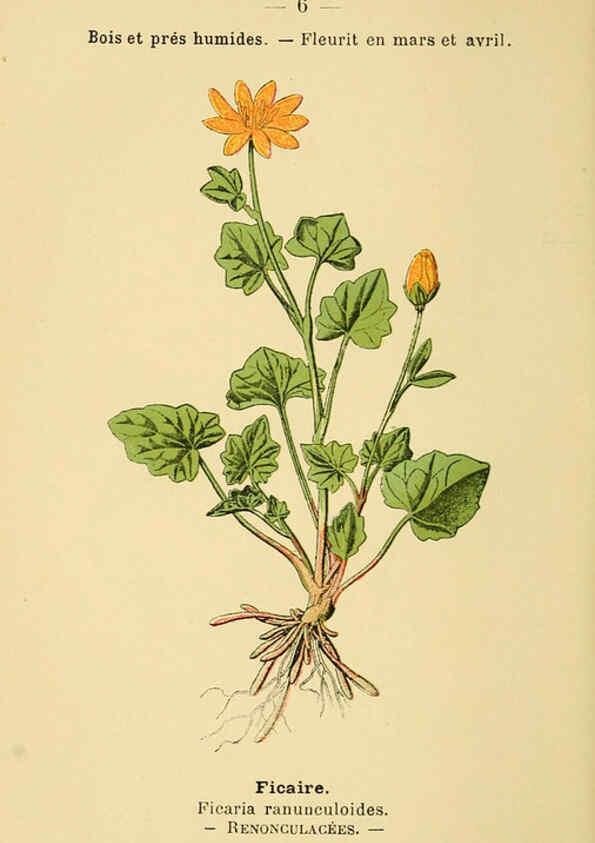 Reproducción/Reproduction 6022544276: Atlas de poche des plantes des champs, des prairies et des bois Paris :P. Klincksieck,[1894] 