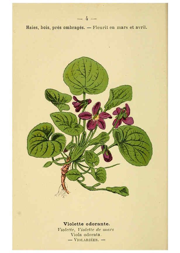 Reproducción/Reproduction 6021986375: Atlas de poche des plantes des champs, des prairies et des bois Paris :P. Klincksieck,[1894] 