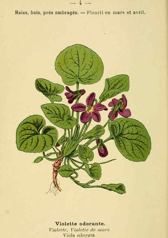 Reproducción/Reproduction 6021986375: Atlas de poche des plantes des champs, des prairies et des bois Paris :P. Klincksieck,[1894] 