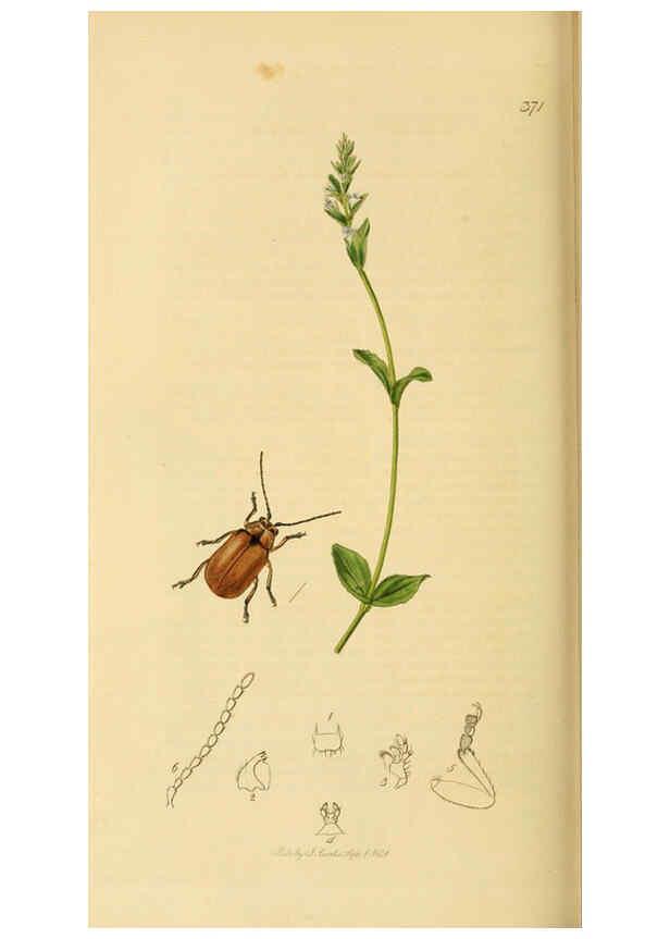Reproducción/Reproduction 6021908381: British entomology. v.2 London,Printed for the author,1823-40