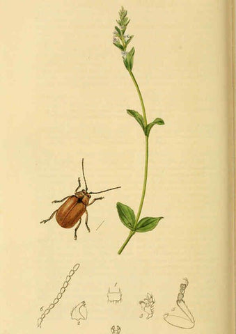 Reproducción/Reproduction 6021908381: British entomology. v.2 London,Printed for the author,1823-40