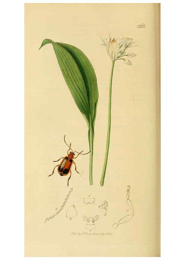 Reproducción/Reproduction 6021909031: British entomology. v.2 London,Printed for the author,1823-40