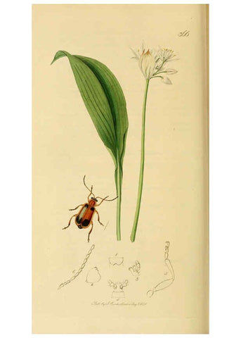 Reproducción/Reproduction 6021909031: British entomology. v.2 London,Printed for the author,1823-40