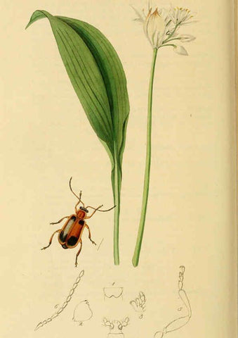 Reproducción/Reproduction 6021909031: British entomology. v.2 London,Printed for the author,1823-40