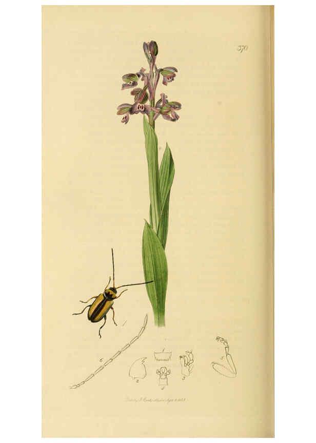 Reproducción/Reproduction 6022466326: British entomology. v.2 London,Printed for the author,1823-40