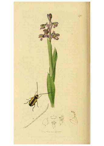Reproducción/Reproduction 6022466326: British entomology. v.2 London,Printed for the author,1823-40