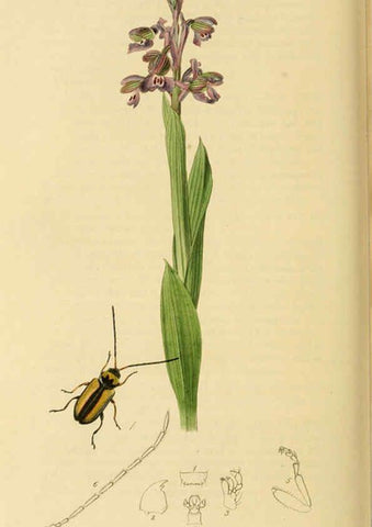 Reproducción/Reproduction 6022466326: British entomology. v.2 London,Printed for the author,1823-40