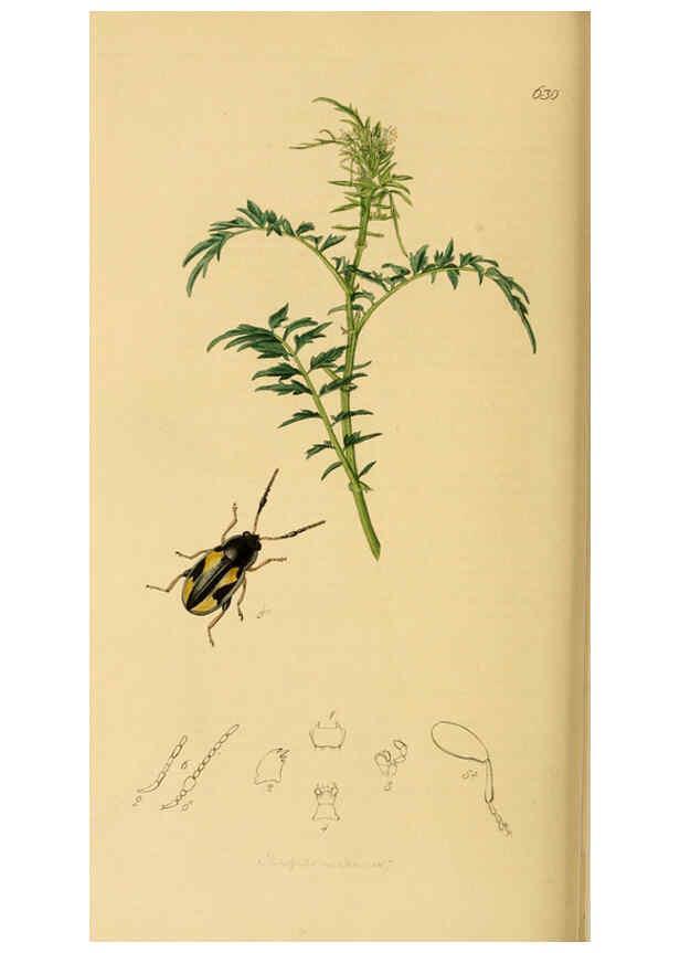 Reproducción/Reproduction 6022466730: British entomology. v.2 London,Printed for the author,1823-40