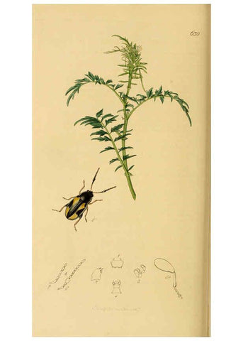 Reproducción/Reproduction 6022466730: British entomology. v.2 London,Printed for the author,1823-40