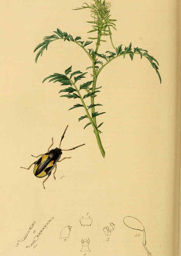 Reproducción/Reproduction 6022466730: British entomology. v.2 London,Printed for the author,1823-40