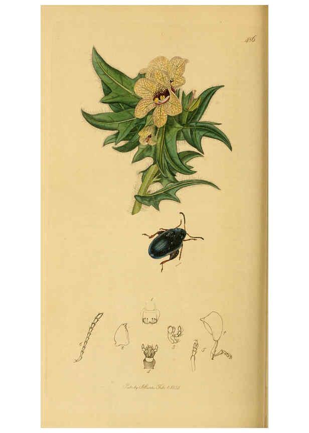 Reproducción/Reproduction 6022467366: British entomology. v.2 London,Printed for the author,1823-40