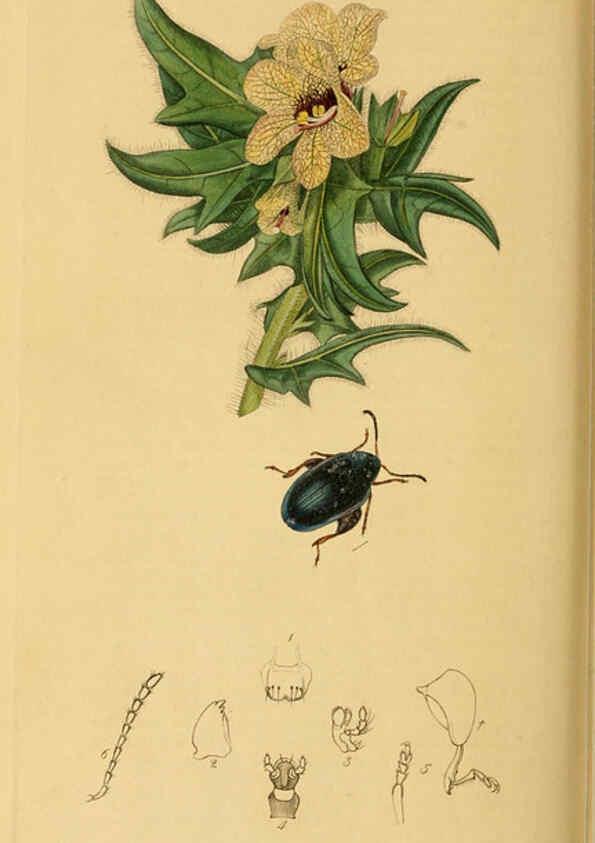 Reproducción/Reproduction 6022467366: British entomology. v.2 London,Printed for the author,1823-40