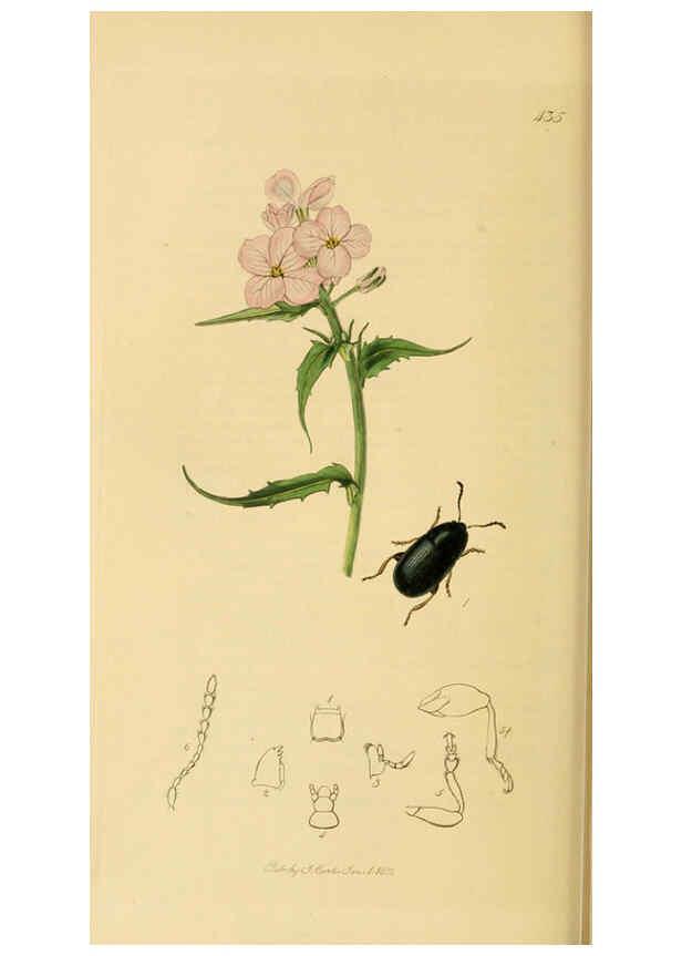 Reproducción/Reproduction 6022467748: British entomology. v.2 London,Printed for the author,1823-40