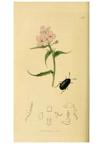 Reproducción/Reproduction 6022467748: British entomology. v.2 London,Printed for the author,1823-40