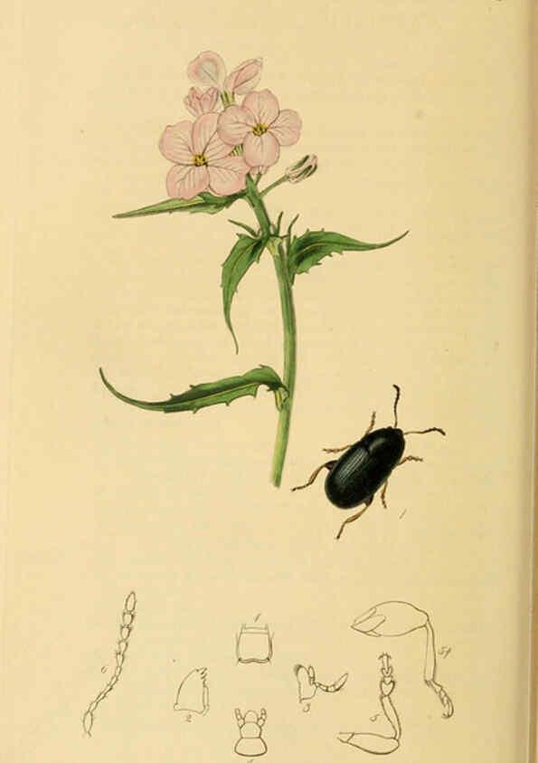 Reproducción/Reproduction 6022467748: British entomology. v.2 London,Printed for the author,1823-40