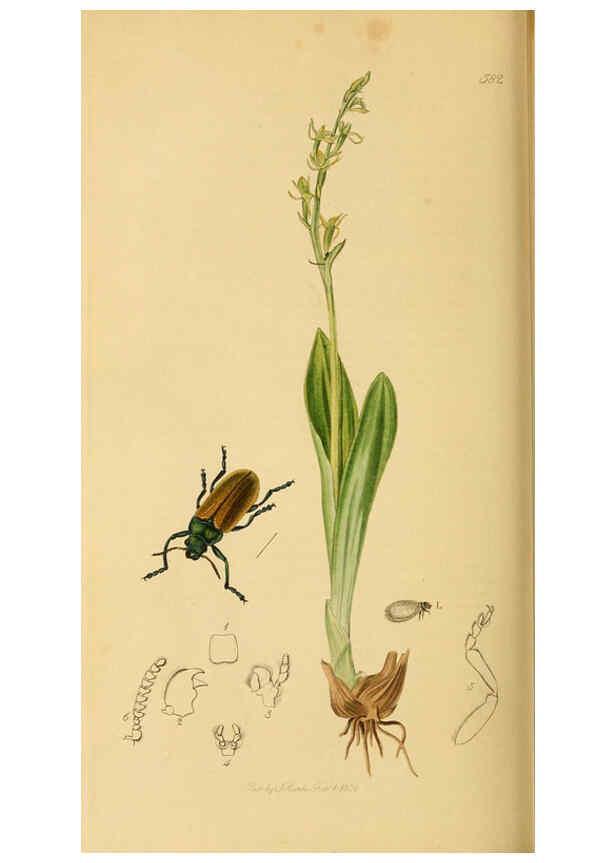 Reproducción/Reproduction 6021911481: British entomology. v.2 London,Printed for the author,1823-40