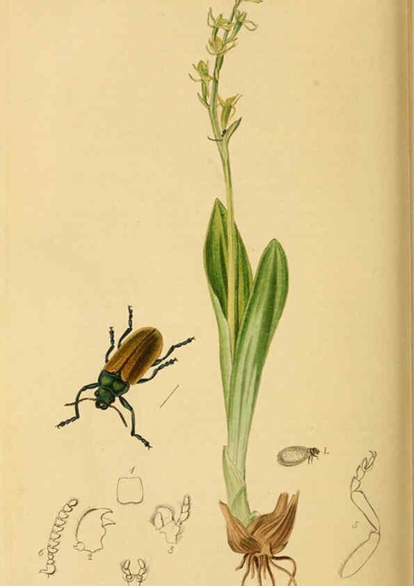 Reproducción/Reproduction 6021911481: British entomology. v.2 London,Printed for the author,1823-40