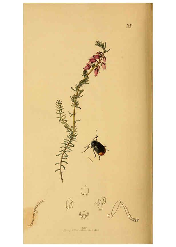 Reproducción/Reproduction 6021911843: British entomology. v.2 London,Printed for the author,1823-40