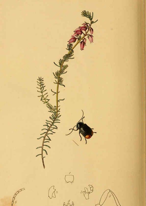 Reproducción/Reproduction 6021911843: British entomology. v.2 London,Printed for the author,1823-40