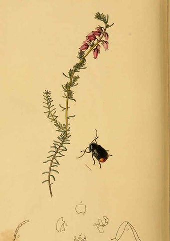 Reproducción/Reproduction 6021911843: British entomology. v.2 London,Printed for the author,1823-40