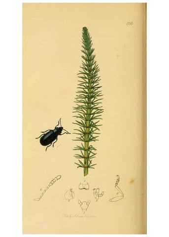 Reproducción/Reproduction 6022469104: British entomology. v.2 London,Printed for the author,1823-40