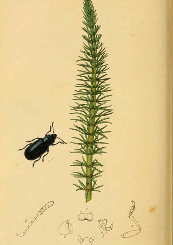 Reproducción/Reproduction 6022469104: British entomology. v.2 London,Printed for the author,1823-40