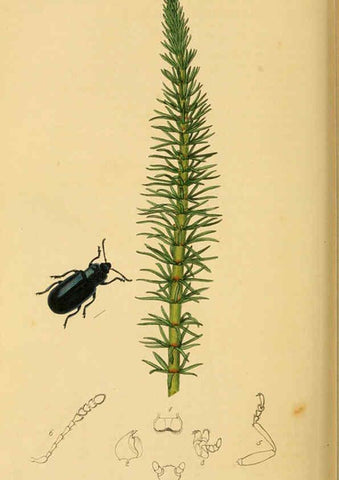 Reproducción/Reproduction 6022469104: British entomology. v.2 London,Printed for the author,1823-40