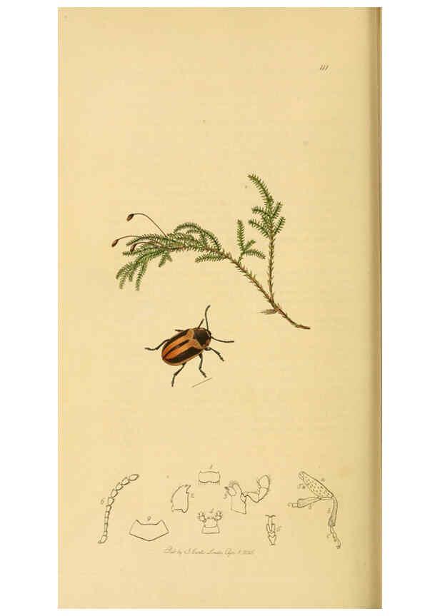 Reproducción/Reproduction 6022469406: British entomology. v.2 London,Printed for the author,1823-40