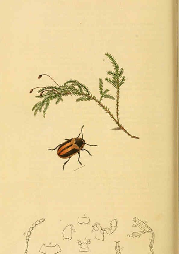 Reproducción/Reproduction 6022469406: British entomology. v.2 London,Printed for the author,1823-40