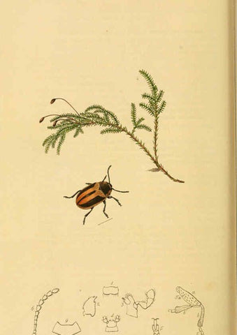 Reproducción/Reproduction 6022469406: British entomology. v.2 London,Printed for the author,1823-40