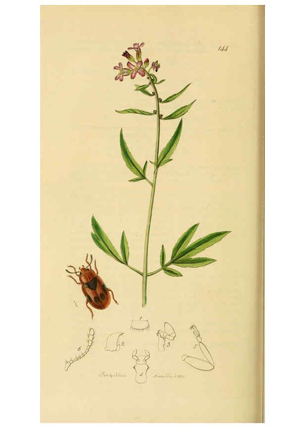 Reproducción/Reproduction 6021912803: British entomology. v.2 London,Printed for the author,1823-40