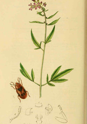 Reproducción/Reproduction 6021912803: British entomology. v.2 London,Printed for the author,1823-40