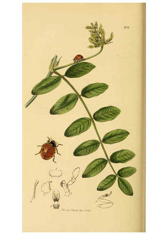 Reproducción/Reproduction 6022470006: British entomology. v.2 London,Printed for the author,1823-40