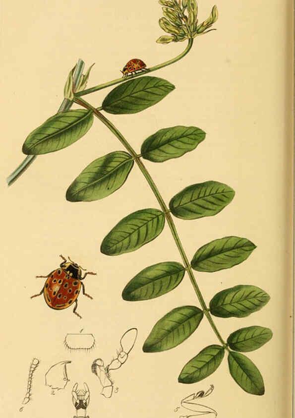 Reproducción/Reproduction 6022470006: British entomology. v.2 London,Printed for the author,1823-40