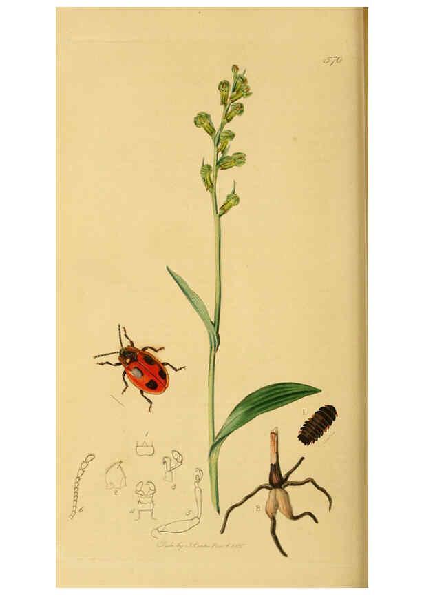 Reproducción/Reproduction 6022470872: British entomology. v.2 London,Printed for the author,1823-40