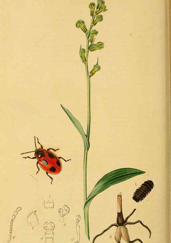 Reproducción/Reproduction 6022470872: British entomology. v.2 London,Printed for the author,1823-40